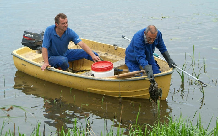 Vogels in de ooijpolder
